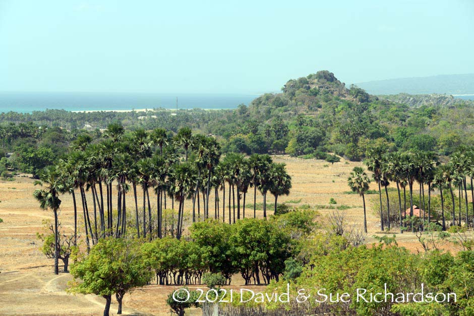 Description: The landscape of Raijua