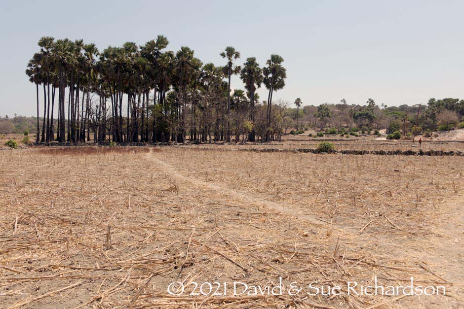 Description: A small sorghum field