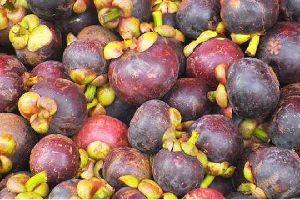 Description: Ripe mangosteen fruits