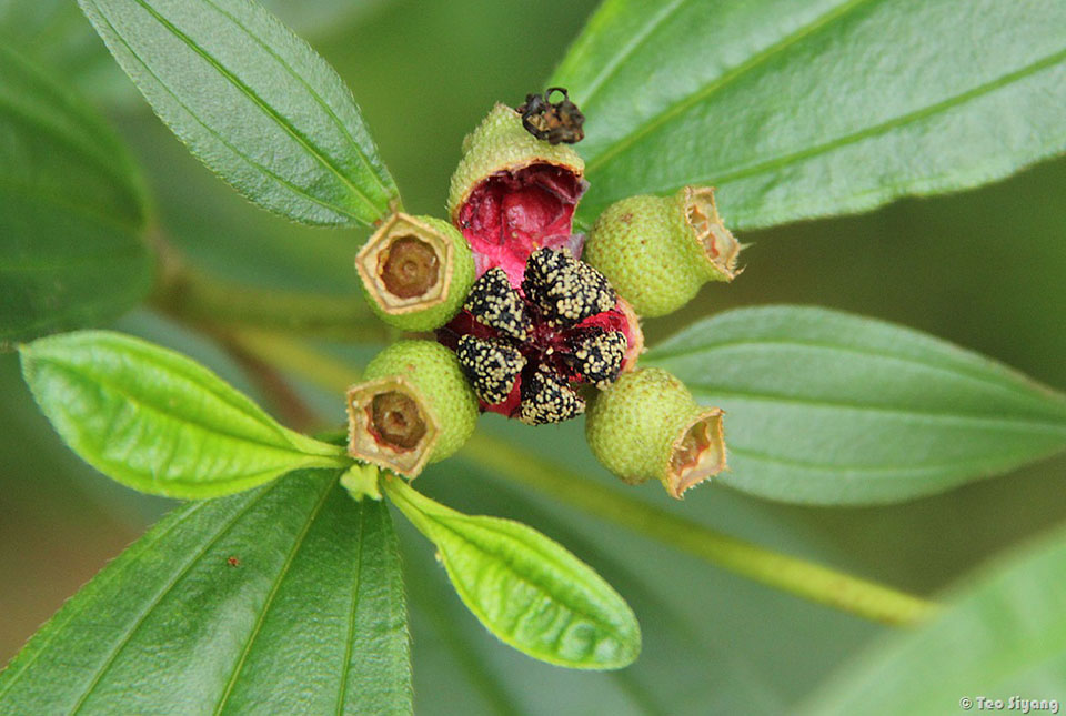 Description: The fruit of Melastoma malabathricum