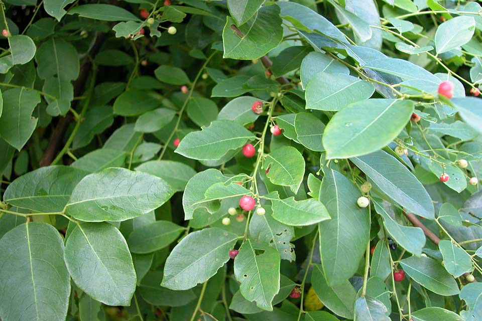 Description: Leaves and berries of seaside laurel