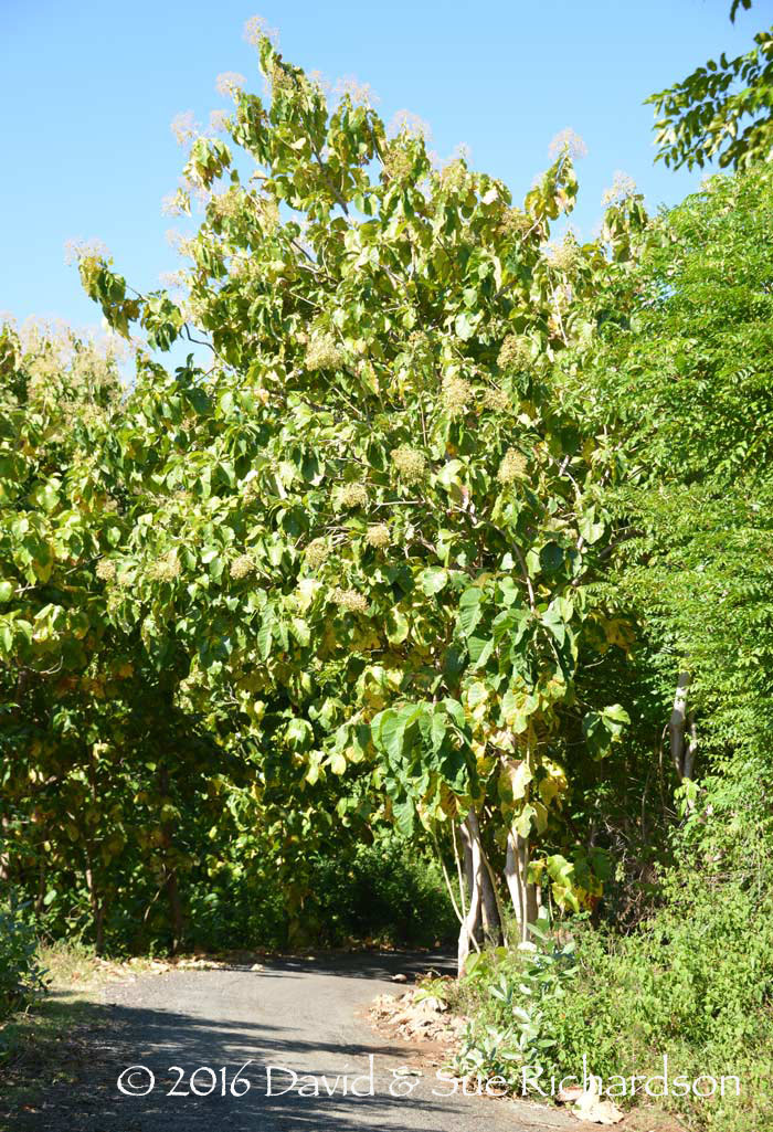 Young teak trees in flower in southern Ende Regency