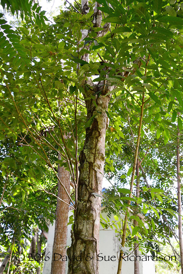Mature faloak tree