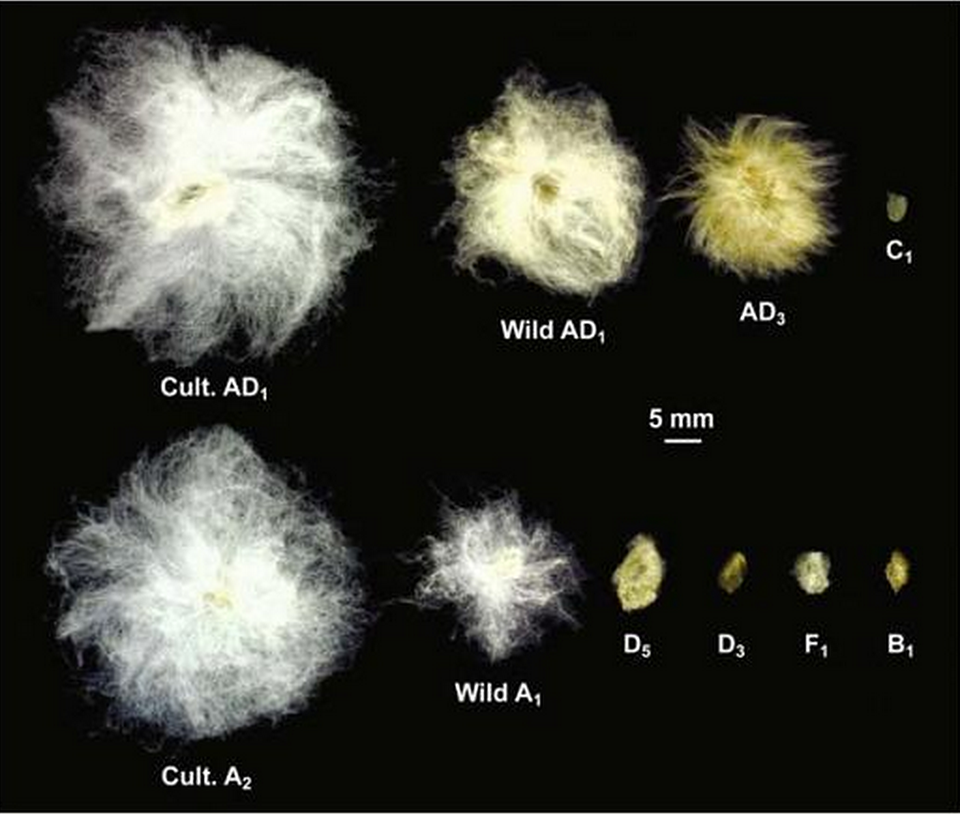 Description: Cotton Seeds