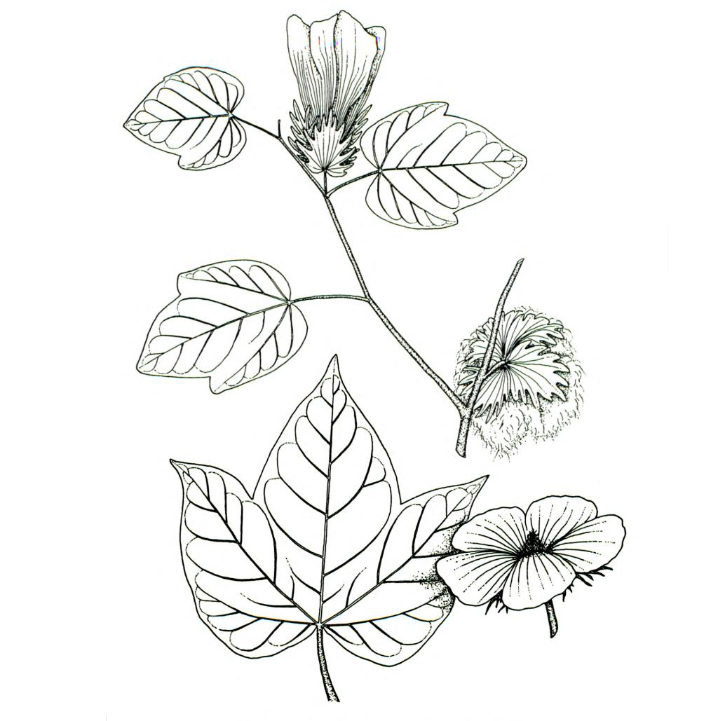 Description: Gossypium hirsutum illustration