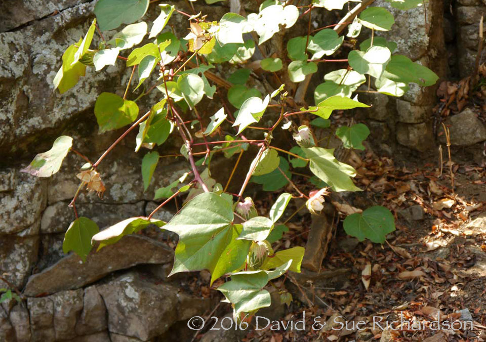 Description: Cotton at Bena