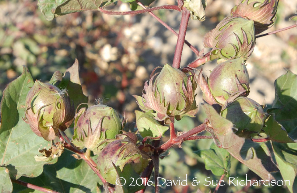 Description: Modern cotton ripening