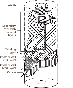 Description: structure of cotton fiber