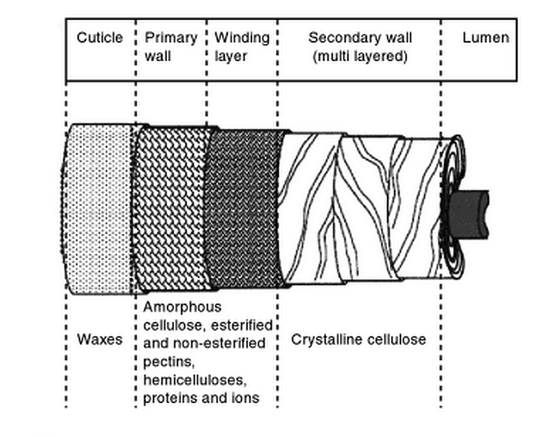 Description: Cotton Structure