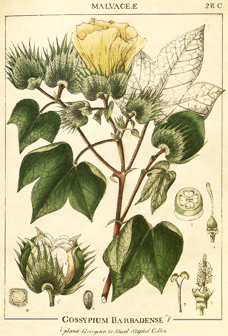 Description: Gossypium barbadense illustration