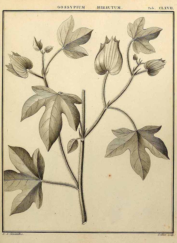 Description: Gossypium hirsutum illustration