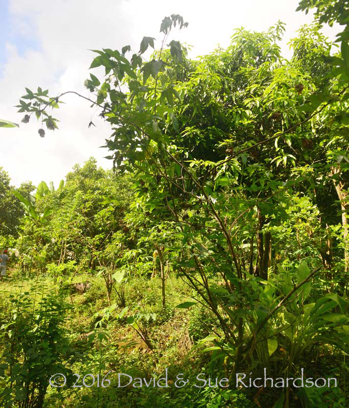Description: Gossypium arboreum on Lombok