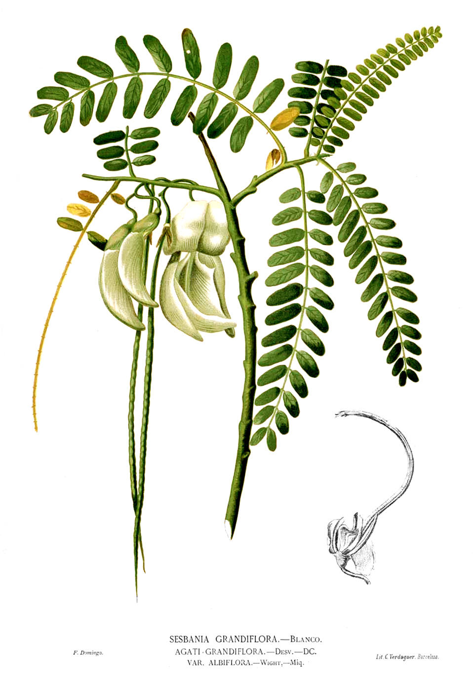 Description: Sesbania grandiflora