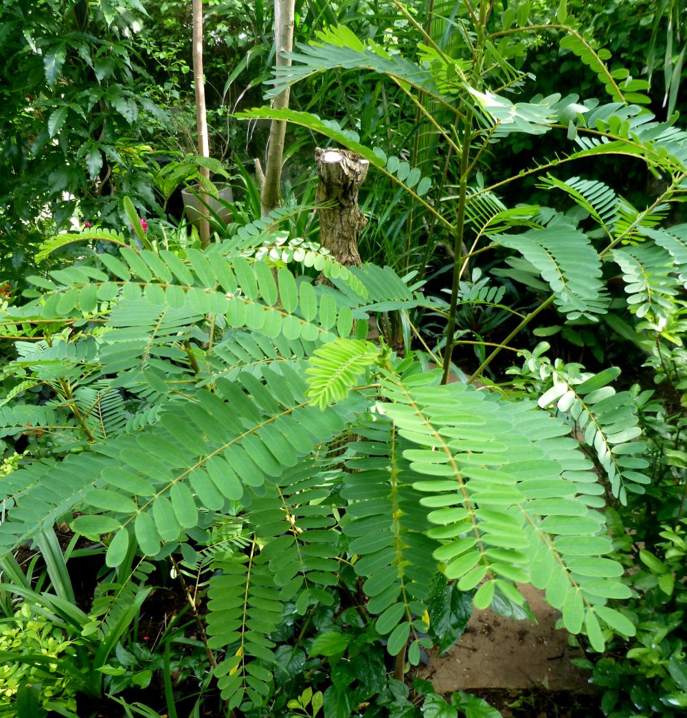 Description: Leaves of Sesbania grandiflora