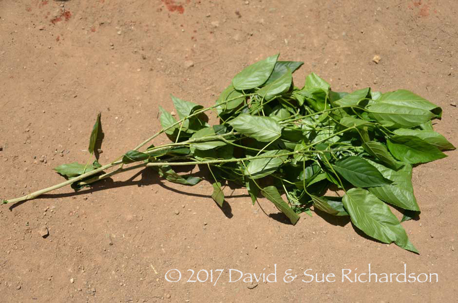 Description: The fresh leaves of the kruhi tree