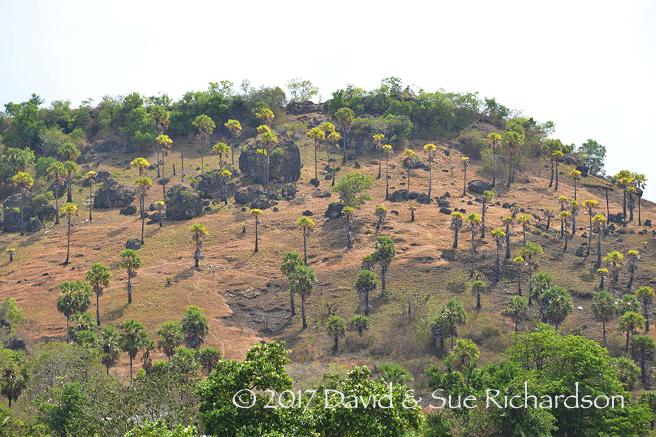 Description: Koli palms on a Kisar hillside
