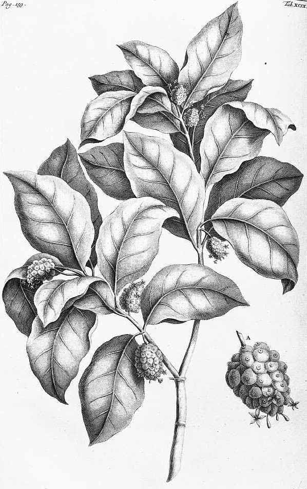 Description: Bangkudus latifolia