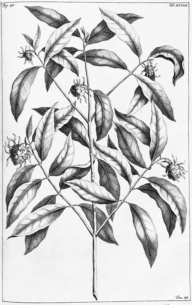 Description: Bangkudus angustifolia
