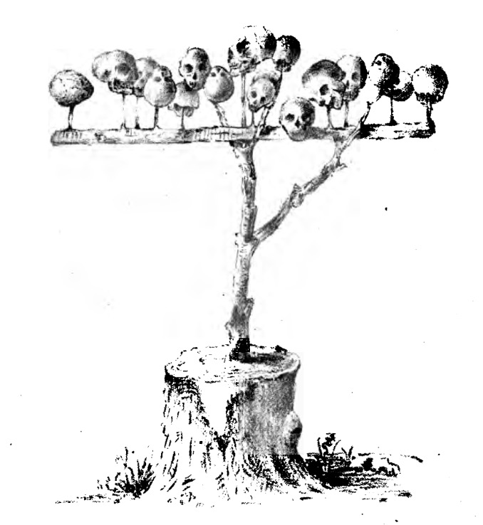 Description: The skull tree in Rindi