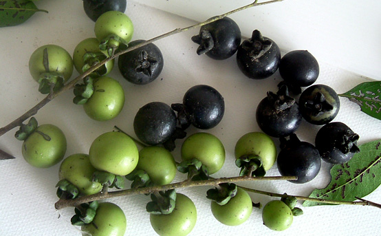 Description: Fresh and older oxidised berries of ebony