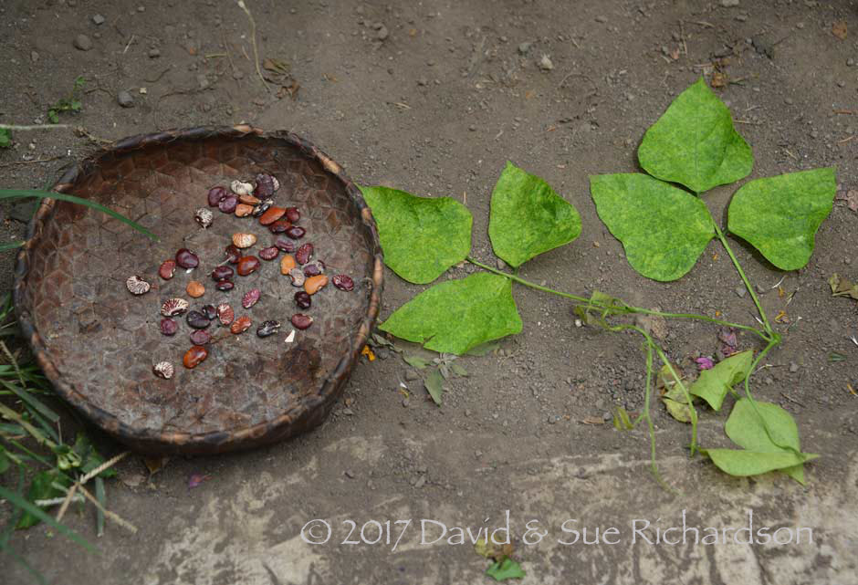 Description: The seeds and leaves 